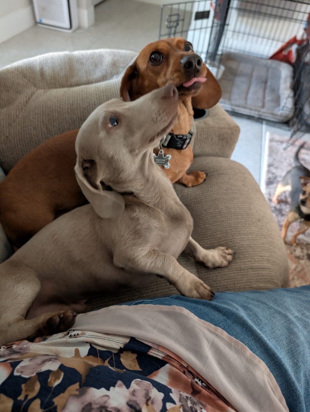 Jam with Duke