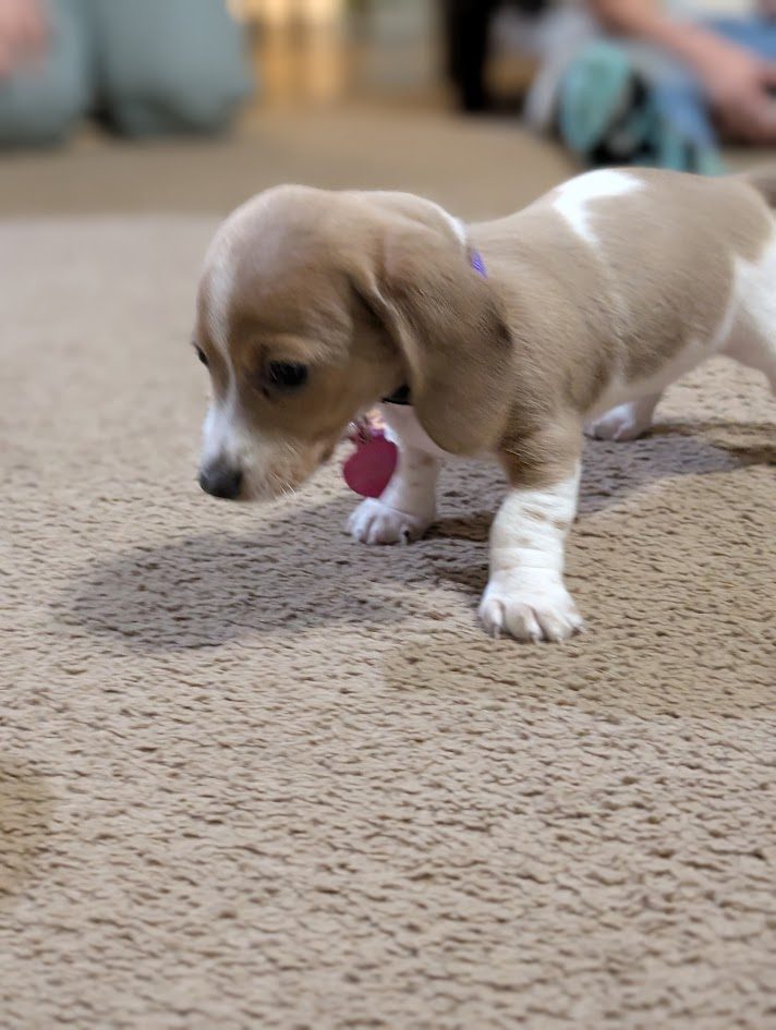Luna as a puppy