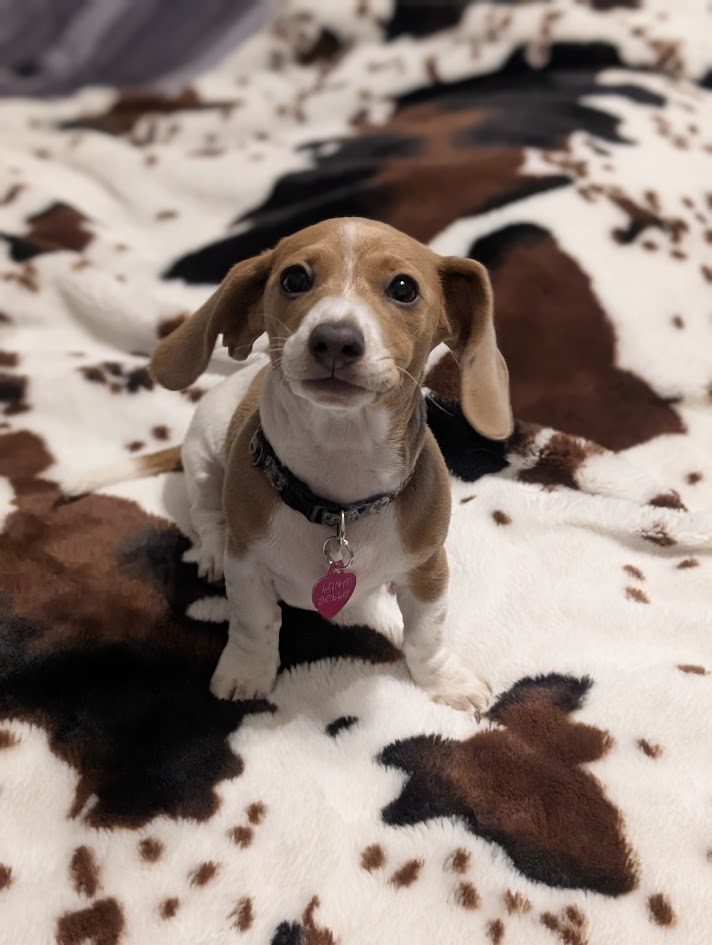 Luna as a young puppy